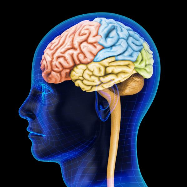 Beneficios del calabacín - Función cerebral
