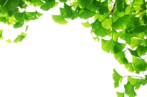 Remedios caseros para bajar las plaquetas - Ginkgo biloba
