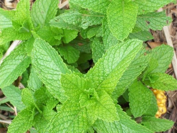 Remedios caseros para la tos nerviosa - Amapola, menta y pino