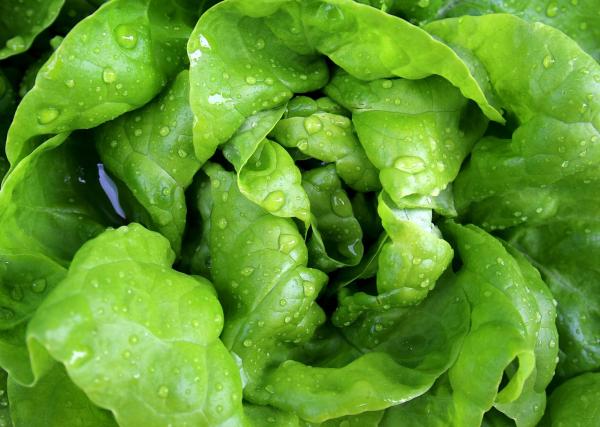 Remedios caseros para la tos nerviosa - Lechuga, espino blanco y laurel