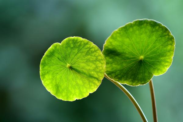 Para qué sirve la centella asiática