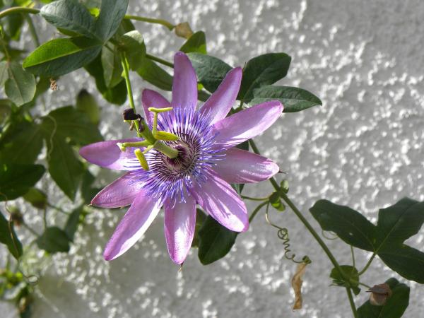 Infusiones relajantes para dormir bien - Pasiflora, hipnótica y ansiolítica