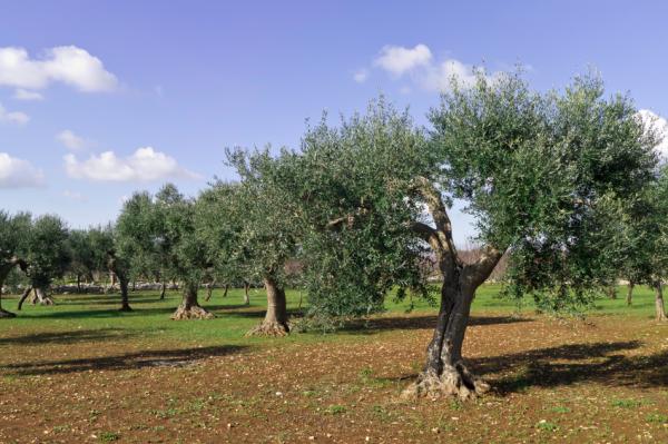 ¿El aceite de oliva engorda? - El aceite ecológico