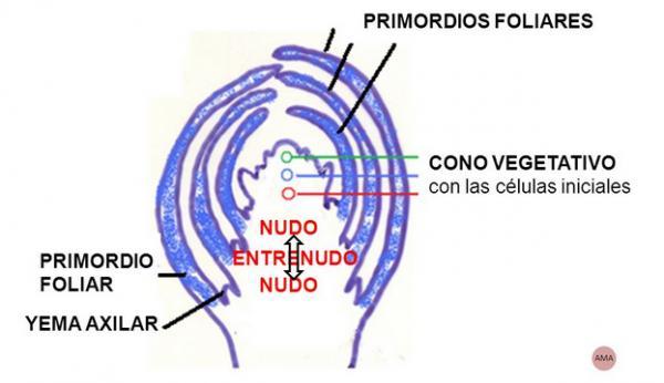 Definición de primordio