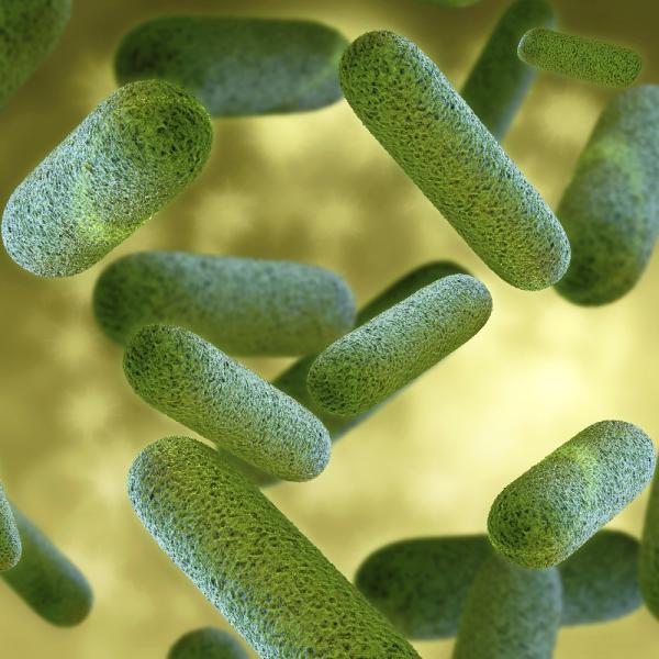 Beneficios del noni para la salud - Excelente antibacteriano