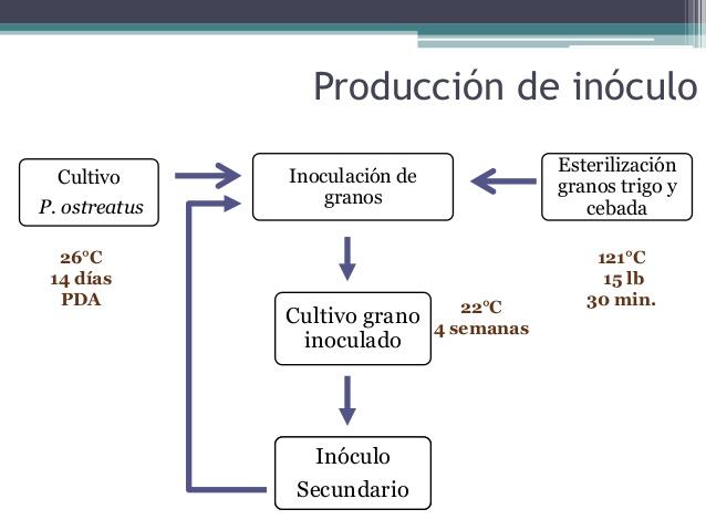 Definición de inóculo