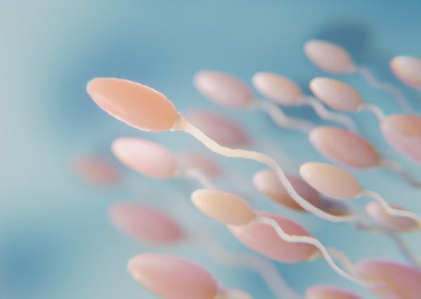 ¿Es cierto que orinar después de tener sexo mata los espermatozoides? - Mitos comunes sobre orinar y los espermatozoides