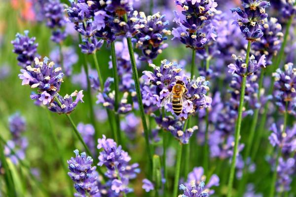 Relajantes musculares naturales - Lavanda
