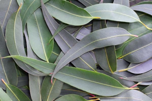 Remedios caseros para que no te piquen los mosquitos - El mejor repelente de mosquitos natural: acetite de eucalipto