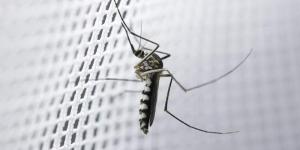 Remedios caseros para que no te piquen los mosquitos