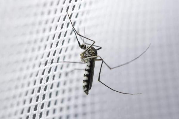 Remedios caseros para que no te piquen los mosquitos