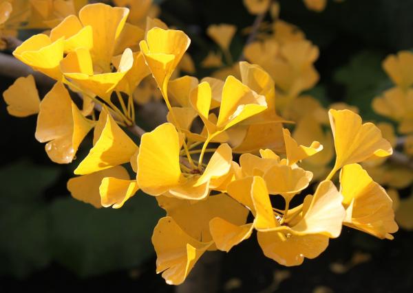 Beneficios del ginkgo biloba para la piel