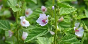 Propiedades medicinales del malvavisco y contraindicaciones