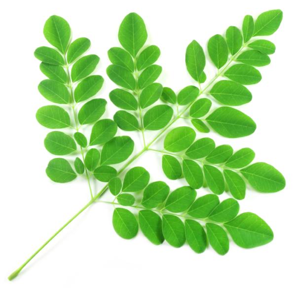 Beneficios de la moringa para la salud