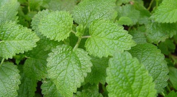 Melipass: tranquilizante natural, efectos y dosis - Los beneficios de la melisa