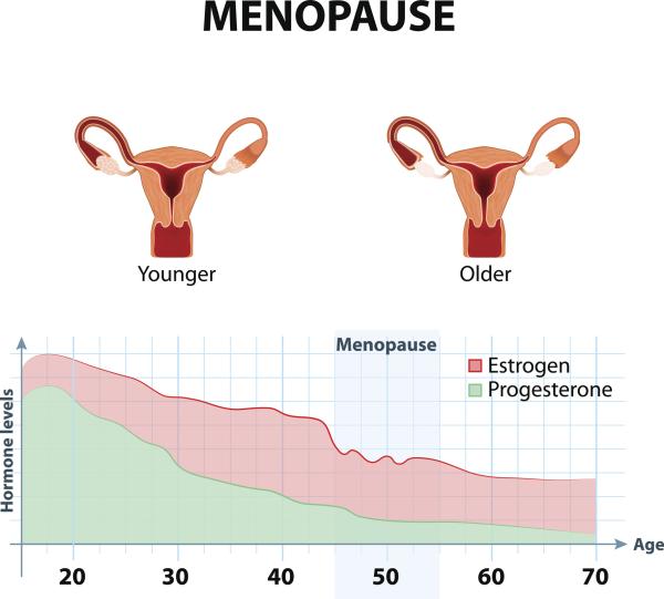 Climaterio y menopausia: diferencias - Menopausia