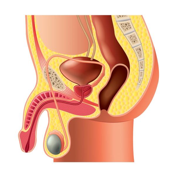 Piel del tronco del pene inflamada: causas y tratamiento - Fimosis 