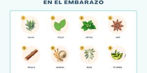 Infusiones prohibidas en el embarazo: descubre sus riesgos