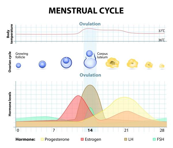 Calcular la ovulación para quedar embarazada - ¿Cómo es tu ciclo menstrual? 