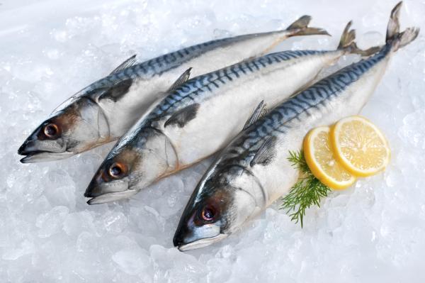 Alimentos ricos en vitamina B2 - Pescados