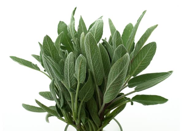 Remedios caseros para la amigdalitis - Cataplasma de salvia