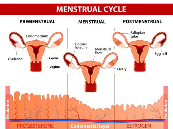 Fases del ciclo menstrual