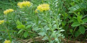 Cómo se toma la rhodiola rosea