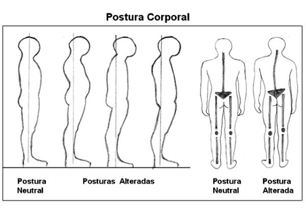 Definición de músculos antigravitatorios