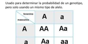 Definición de cruce monohíbrido