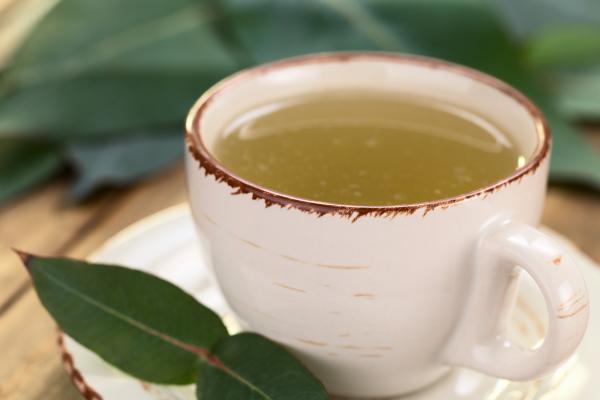 Infusiones para la gripe y los resfriados - Infusión de eucalipto