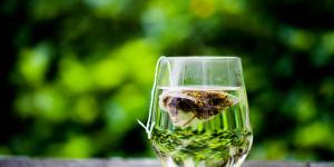 Cómo tomar té verde para adelgazar el abdomen
