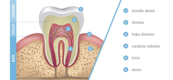 Caries: causas, síntomas y tratamiento - Tratamiento para las caries