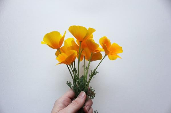 Amapola de California: propiedades y contraindicaciones
