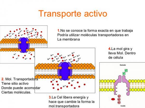 Definición de transporte activo