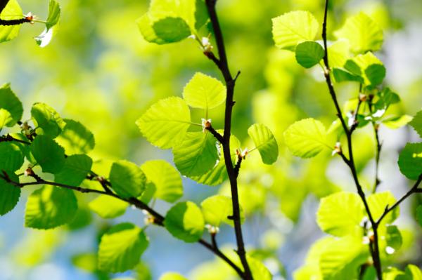 Plantas medicinales para adelgazar - Abedul para perder peso