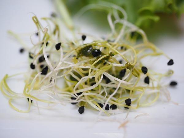 Alimentos que aumentan la testosterona - 11. Alfalfa