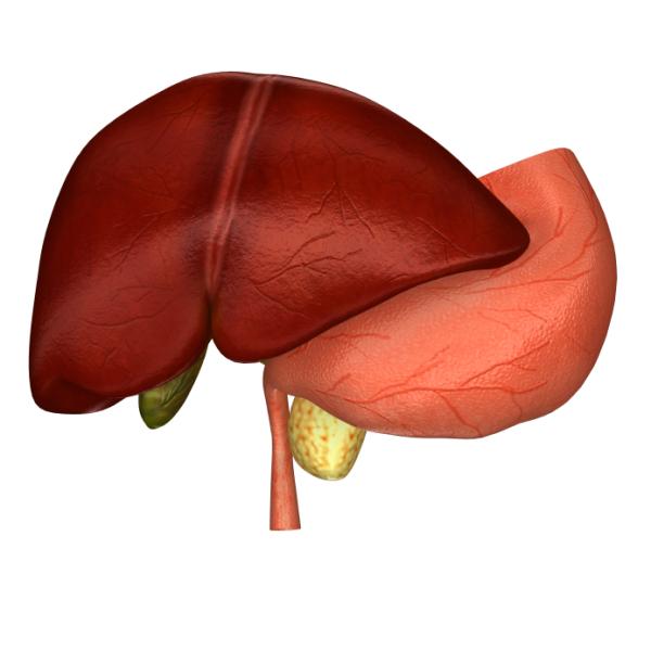 Flavonoides: qué son y para qué sirven - Protegen el hígado y el estómago