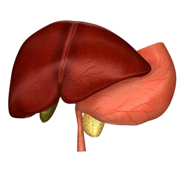 Flavonoides: qué son y para qué sirven - Protegen el hígado y el estómago