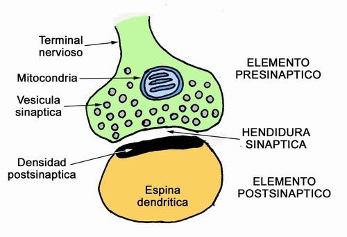 Definición de hendidura sináptica