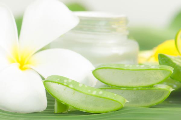 Beneficios del aloe vera - ¿Por qué el aloe vera es tan beneficioso?