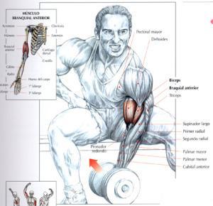 Ejercicios para bíceps - Curl de bíceps con apoyo