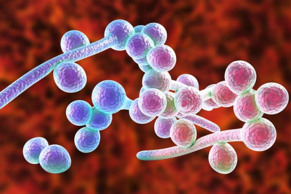 Clotrimazol crema: para qué sirve y cómo se aplica - ¿Para qué sirve clotrimazol en crema?