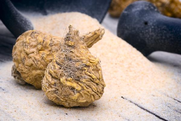 Hierbas para una erección duradera - Maca, alternativa natural al Viagra