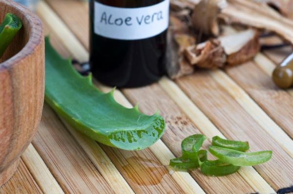 Remedios caseros para las estrías rojas - Aloe vera, para las estrías rojas en adolescentes