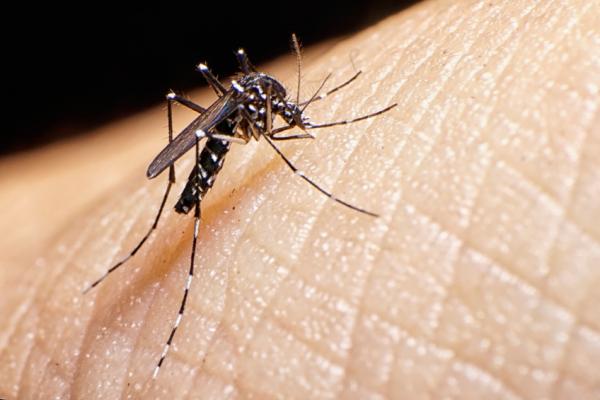 Microcefalia: qué es y cuáles son sus complicaciones - Relación entre la microcefalia y el virus zika
