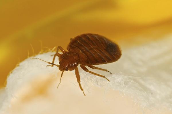 Mal de Chagas: síntomas, contagio y tratamiento - Transmisión del mal de Chagas