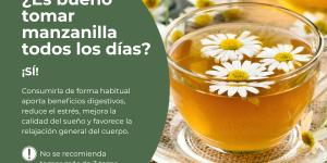 ¿Es bueno tomar manzanilla todos los días?