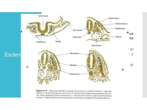 Definición de esclerotoma - Esclerotoma 