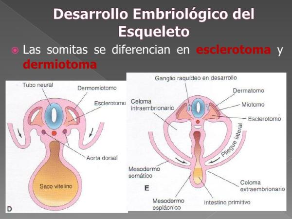 Definición de esclerotoma - Los somitas 