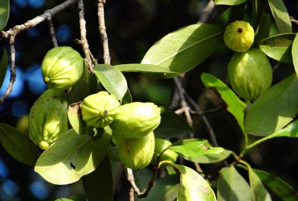 Garcinia cambogia para adelgazar: beneficios y cómo tomarla - Cómo tomar Garcinia cambogia para adelgazar